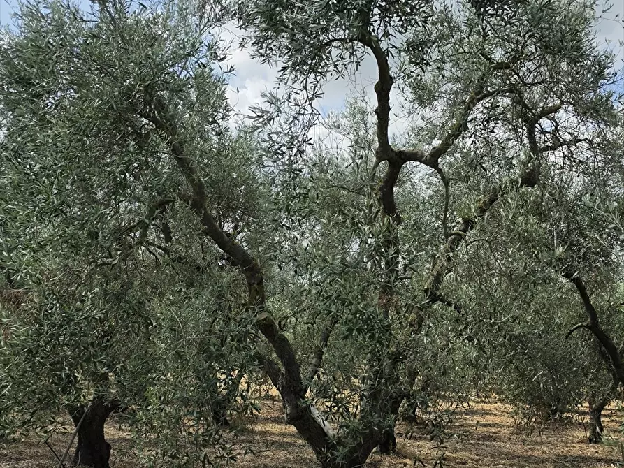 Immagine 7 di Terreno agricolo in vendita  in CONTRADA TAVOLETTA a Cerignola