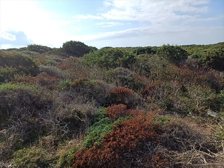 Immagine 4 di Terreno agricolo in vendita  in Cala Scoglietti 