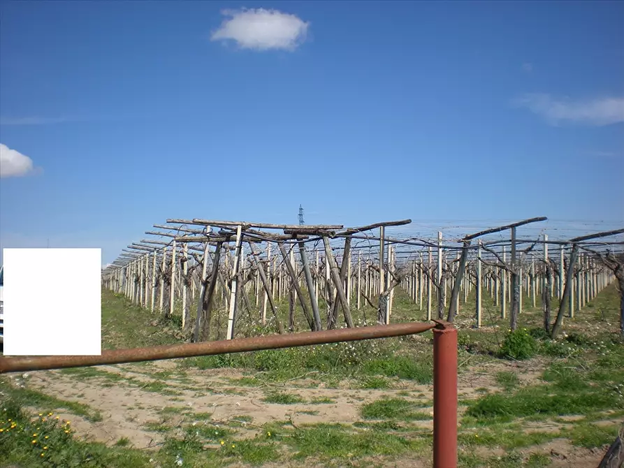 Immagine 3 di Terreno agricolo in vendita  a Cerignola