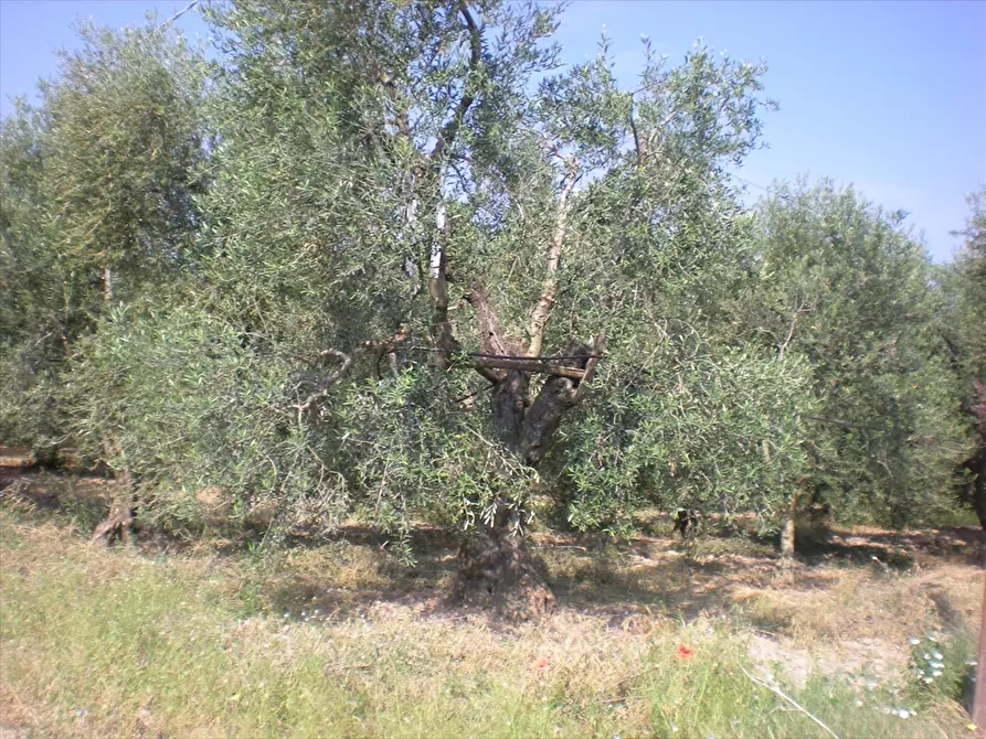 Immagine 3 di Terreno agricolo in vendita  a Cerignola