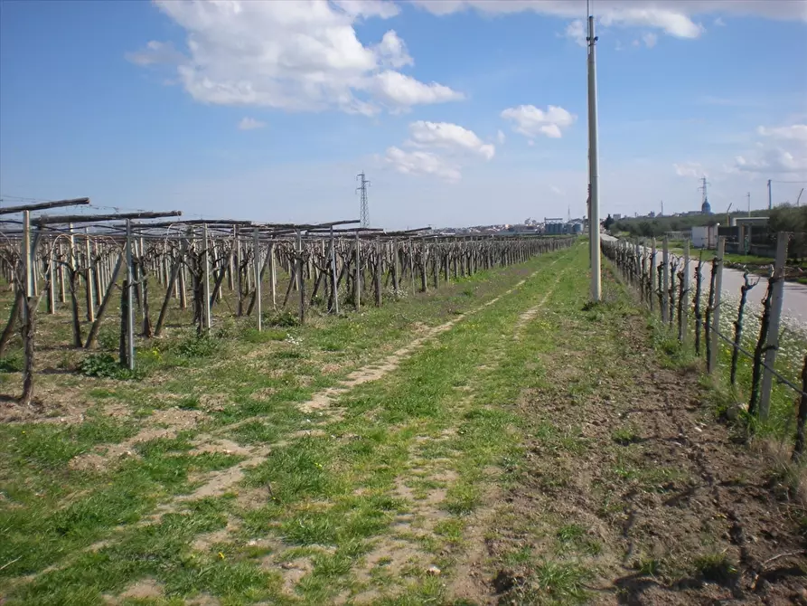 Immagine 5 di Terreno agricolo in vendita  a Cerignola