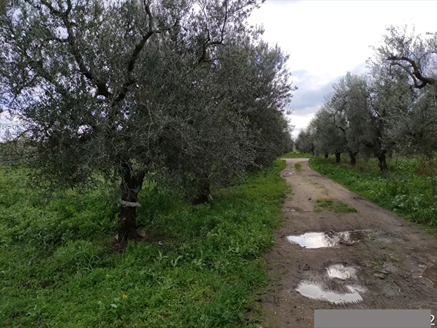 Immagine 2 di Terreno agricolo in vendita  a Cerignola