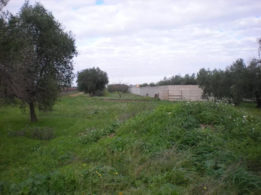 Immagine 2 di Terreno agricolo in vendita  a Cerignola