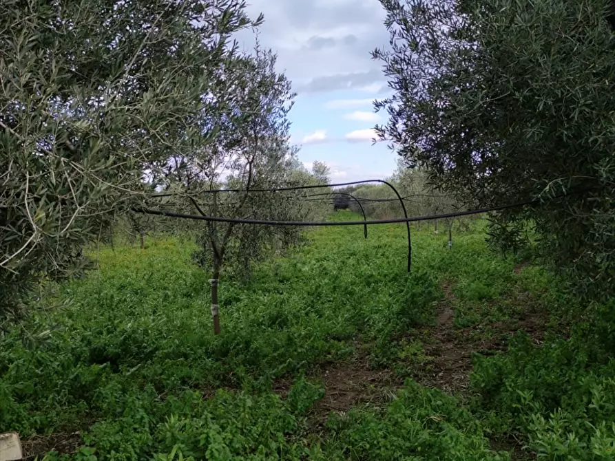 Immagine 3 di Terreno agricolo in vendita  a Cerignola