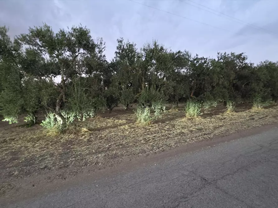 Immagine 3 di Terreno agricolo in vendita  in CONTRADA TAVOLETTA a Cerignola