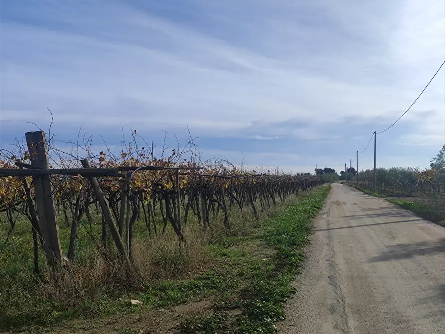 Immagine 1 di Terreno agricolo in vendita  a Cerignola