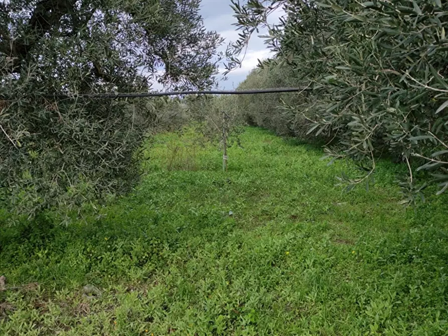 Immagine 6 di Terreno agricolo in vendita  a Cerignola