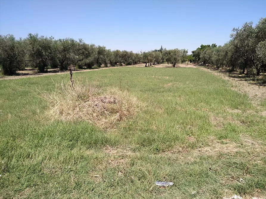 Immagine 1 di Terreno agricolo in vendita  in Via Trinitapoli a Cerignola