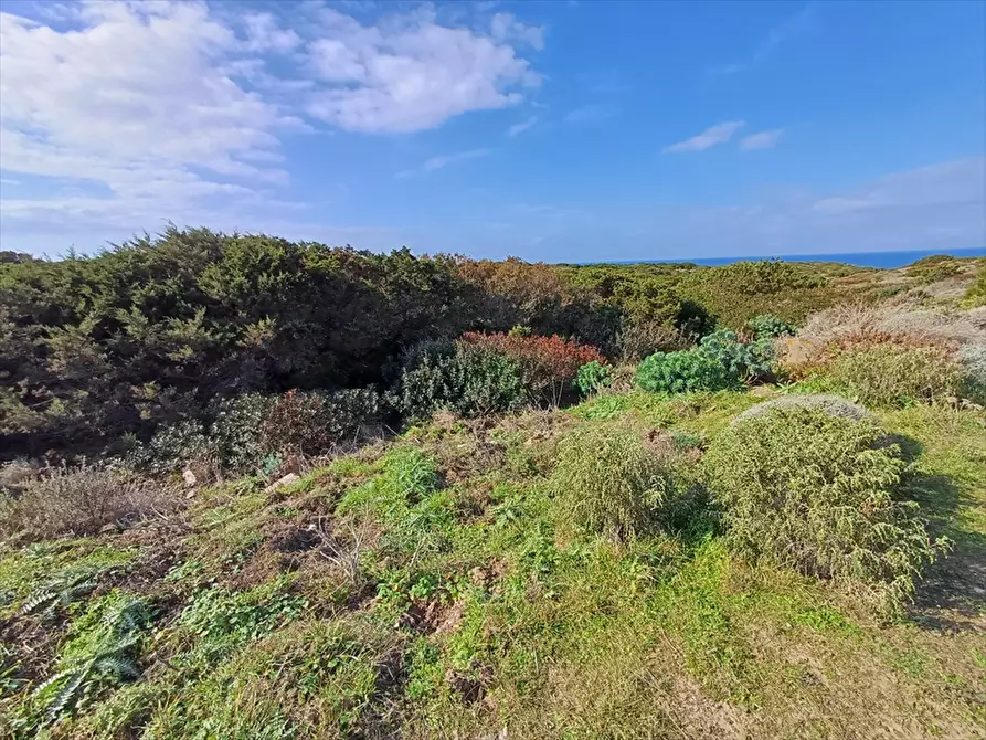 Immagine 5 di Terreno agricolo in vendita  in Cala Scoglietti 