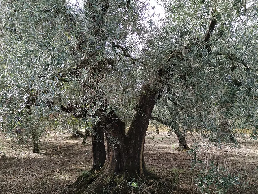 Immagine 4 di Terreno agricolo in vendita  in San Michele delle Vigne  a Cerignola