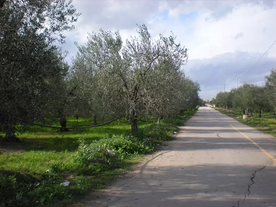 Immagine 5 di Terreno agricolo in vendita  a Cerignola