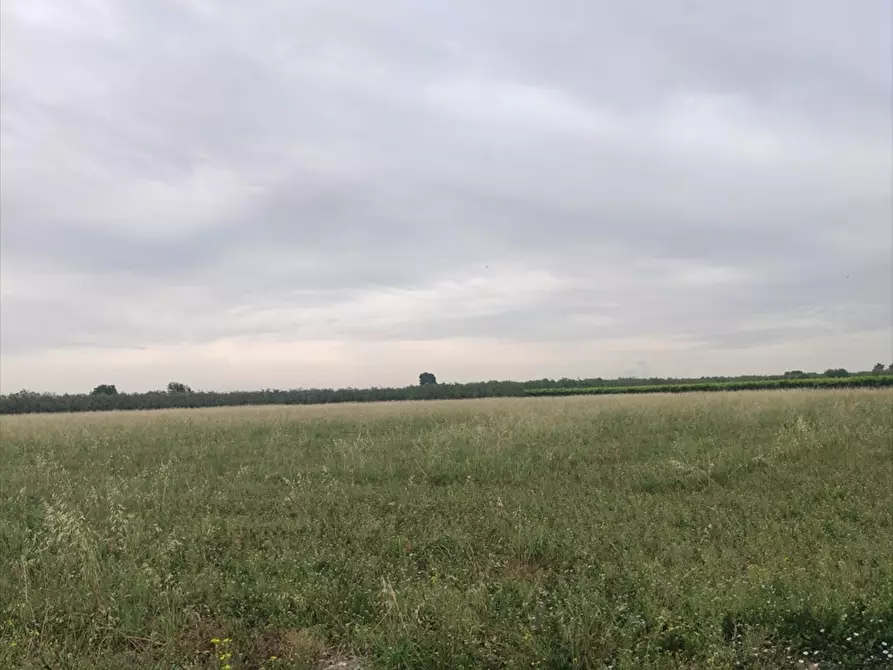 Immagine 1 di Terreno agricolo in vendita  a Cerignola