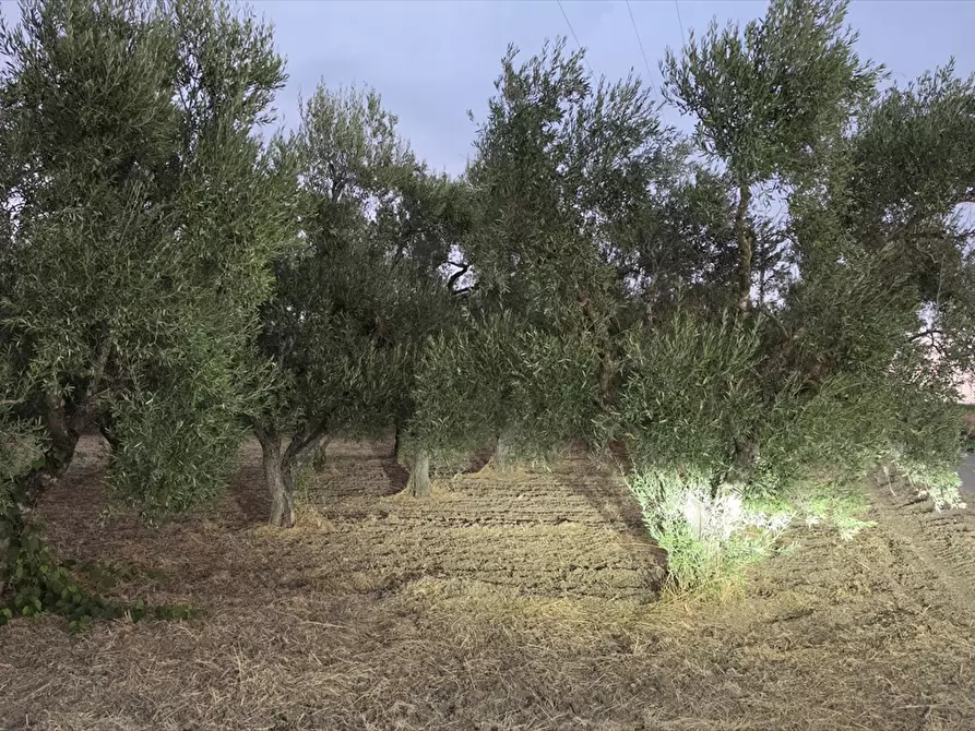 Immagine 4 di Terreno agricolo in vendita  in CONTRADA TAVOLETTA a Cerignola