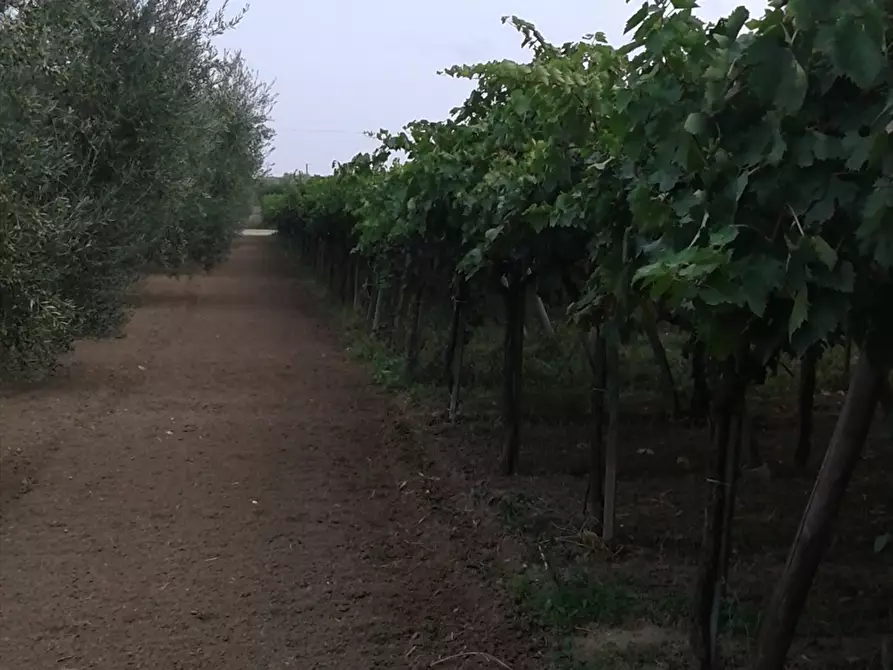 Immagine 7 di Terreno agricolo in vendita  a Cerignola