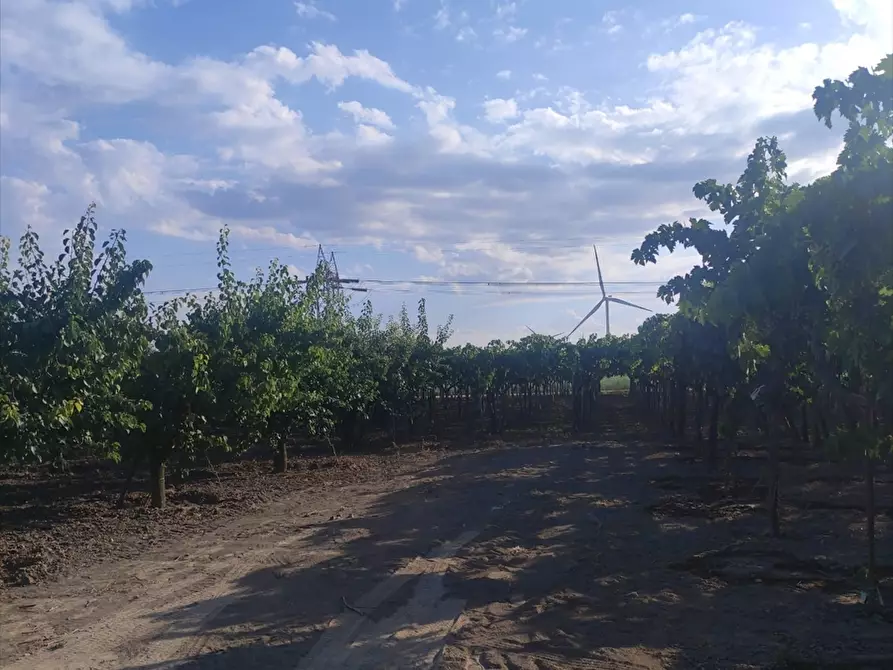 Immagine 3 di Terreno agricolo in vendita  in BORGO TRESSANTI  a Cerignola