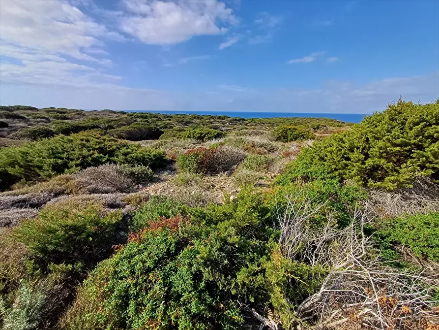 Immagine 10 di Terreno agricolo in vendita  in Cala Scoglietti 