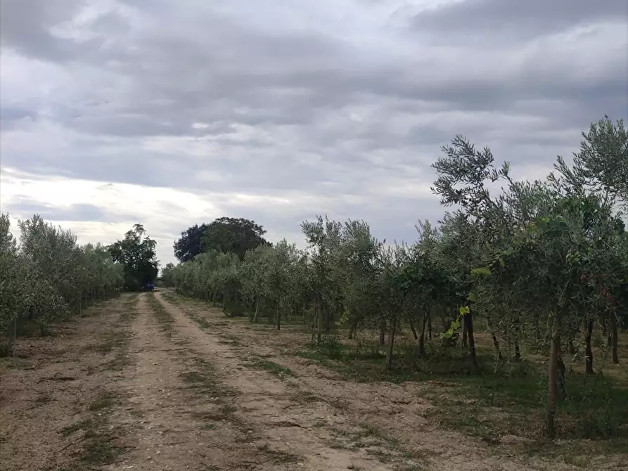 Immagine 3 di Terreno agricolo in vendita  a Cerignola