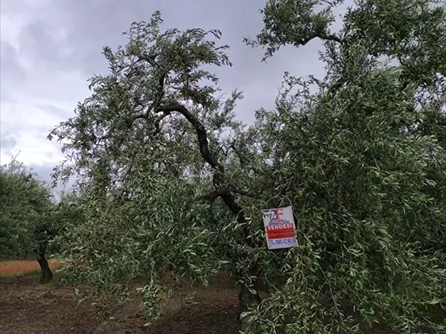 Immagine 1 di Terreno agricolo in vendita  in Contrada Mezzanella a Cerignola