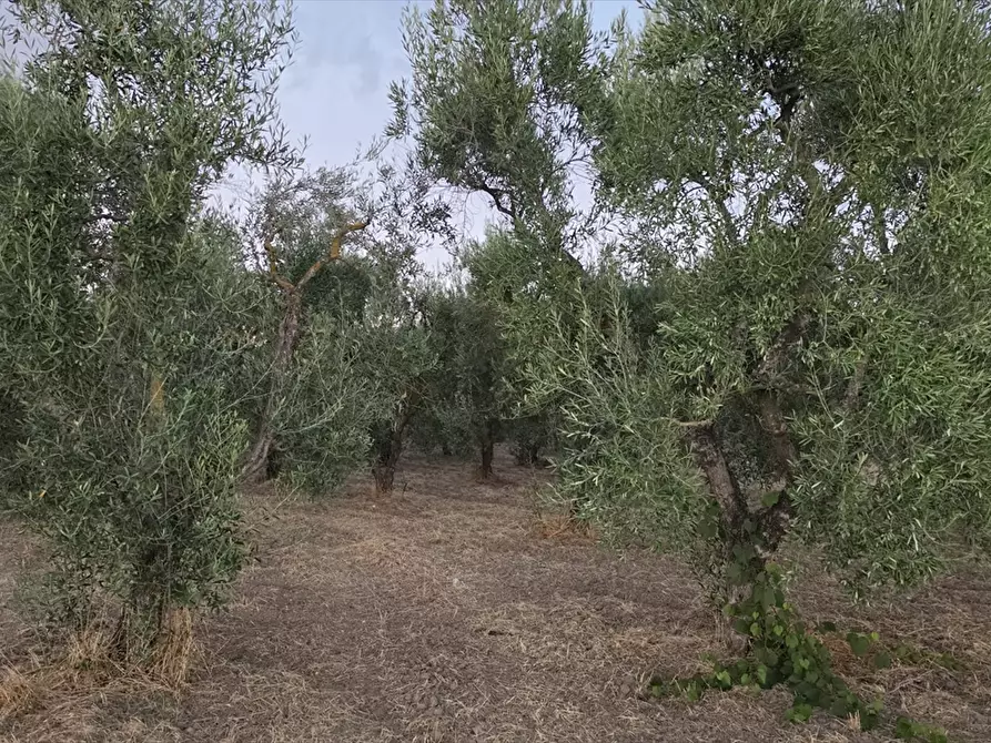 Immagine 2 di Terreno agricolo in vendita  in CONTRADA TAVOLETTA a Cerignola