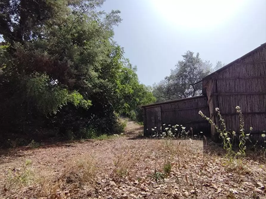 Immagine 12 di Terreno agricolo in vendita  a San Giorgio Morgeto