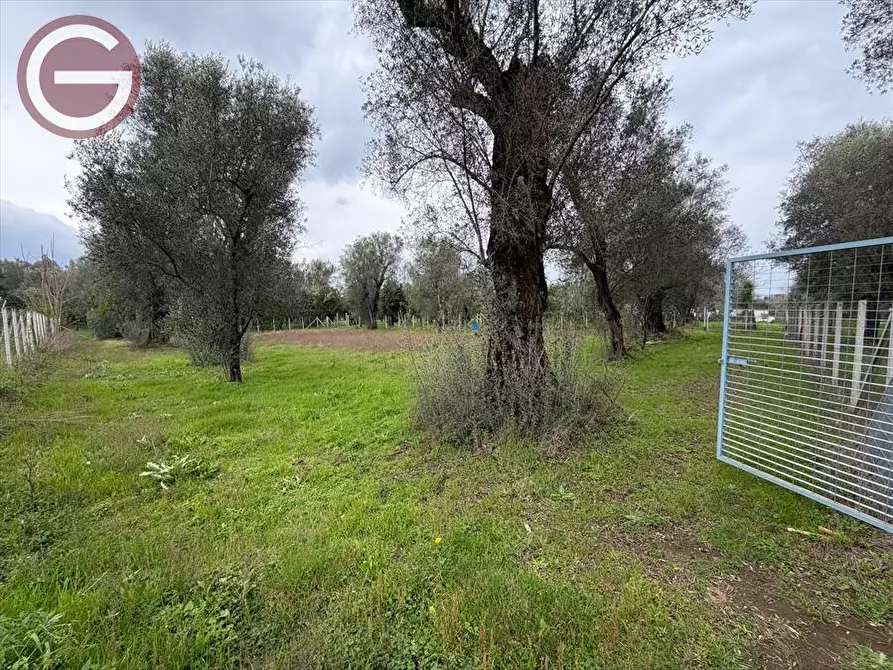 Immagine 7 di Terreno agricolo in vendita  a Taurianova