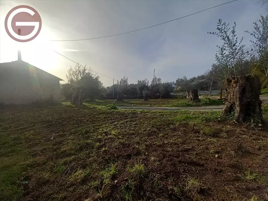 Immagine 2 di Terreno agricolo in vendita  a Cinquefrondi