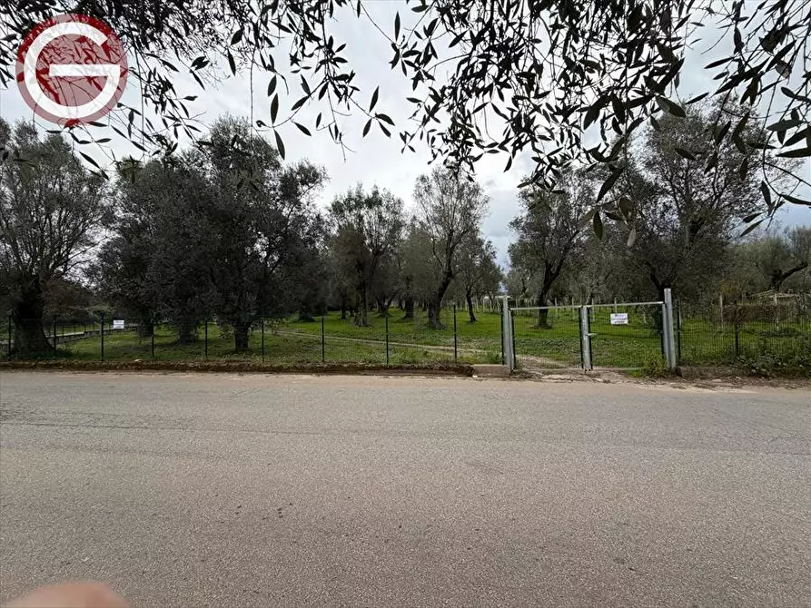 Immagine 13 di Terreno agricolo in vendita  a Taurianova