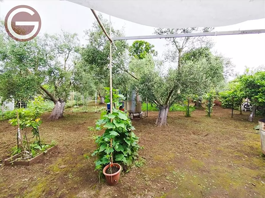 Immagine 7 di Terreno agricolo in vendita  a Taurianova