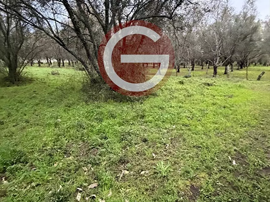 Immagine 5 di Terreno agricolo in vendita  a Cittanova