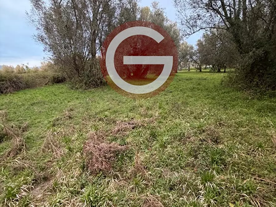 Immagine 8 di Terreno agricolo in vendita  a Cittanova