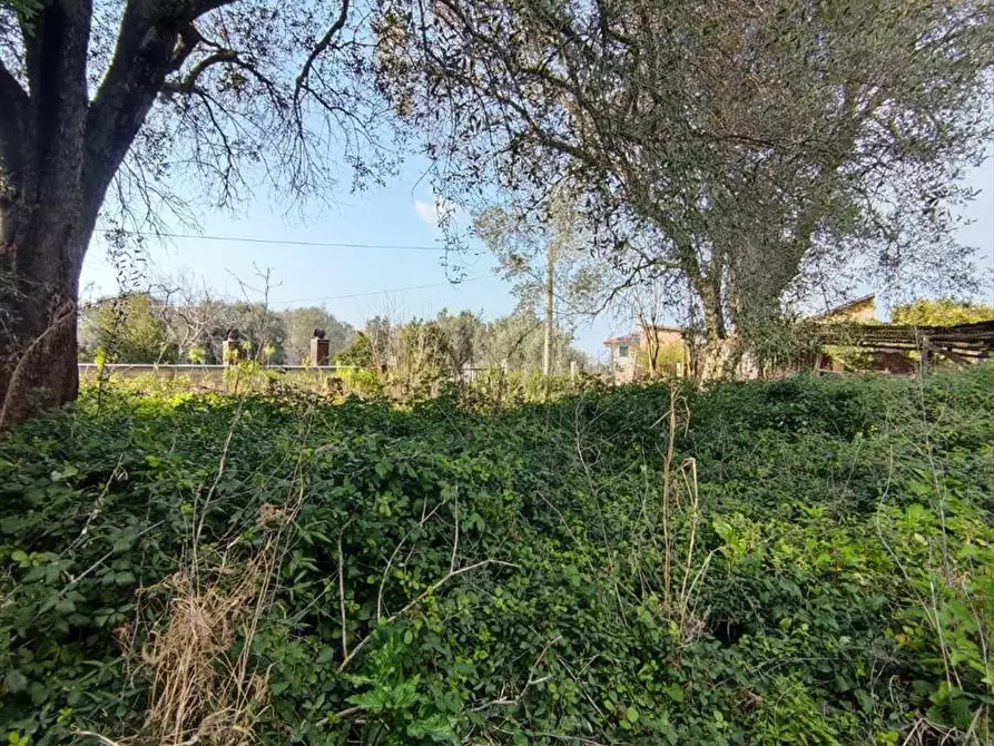 Immagine 16 di Terreno agricolo in vendita  a Taurianova
