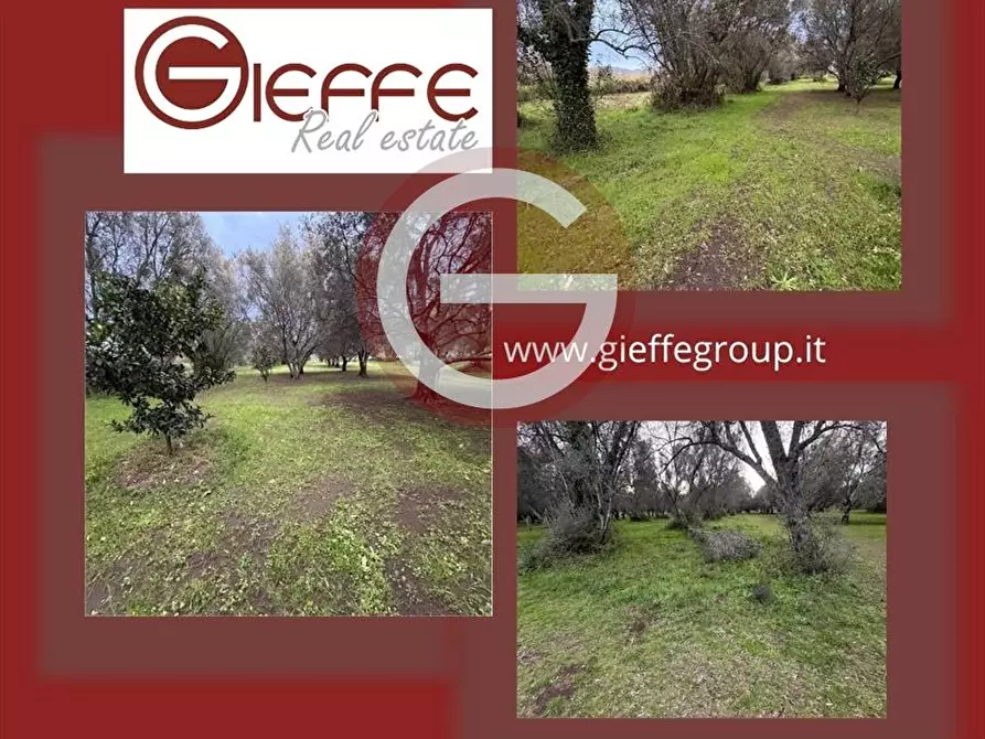 Immagine 1 di Terreno agricolo in vendita  a Cittanova
