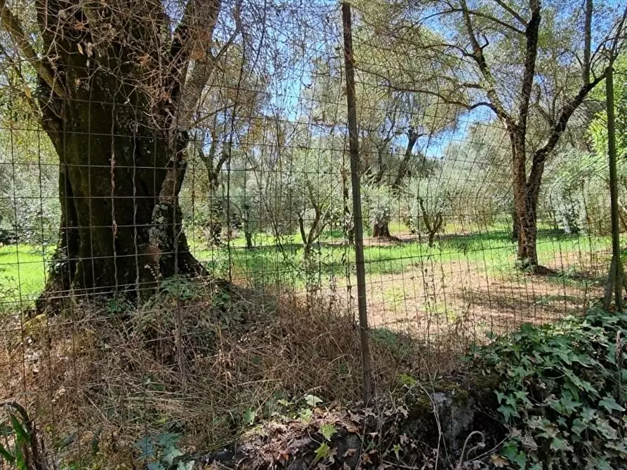 Immagine 6 di Terreno agricolo in vendita  a Taurianova