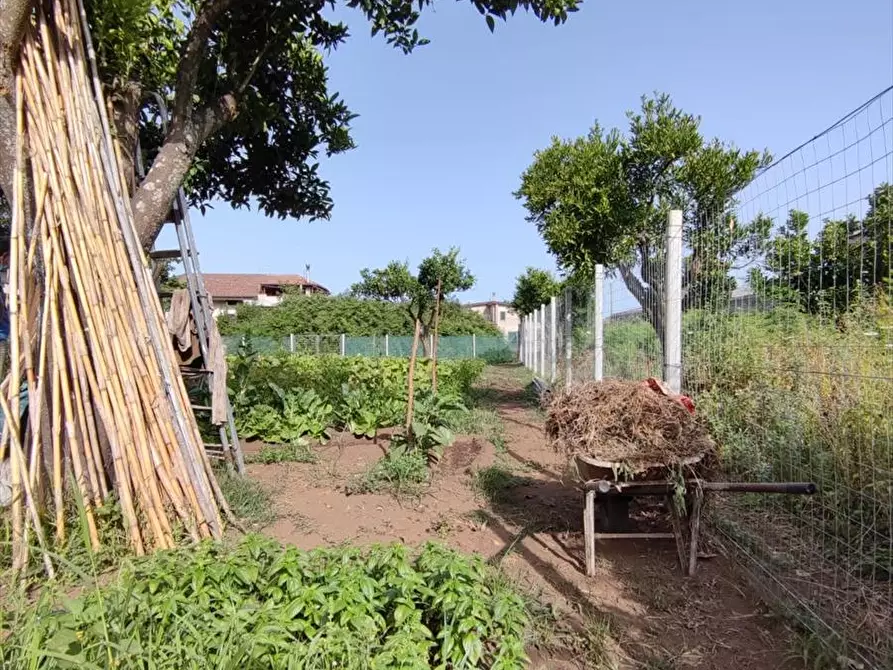Immagine 2 di Terreno agricolo in vendita  a Taurianova