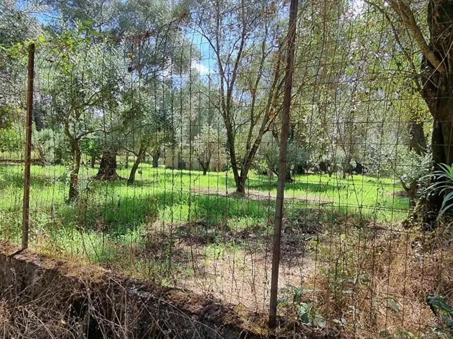 Immagine 7 di Terreno agricolo in vendita  a Taurianova