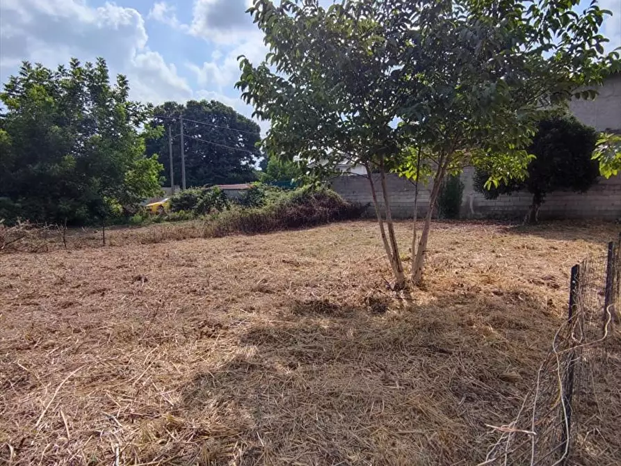 Immagine 3 di Terreno edificabile in vendita  a Taurianova