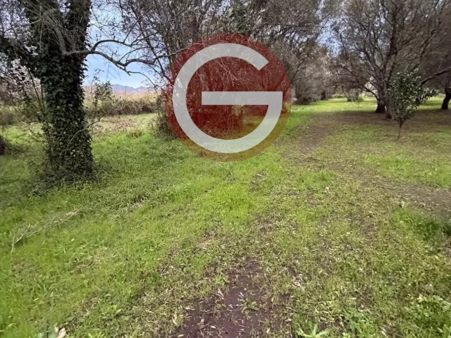 Immagine 7 di Terreno agricolo in vendita  a Cittanova