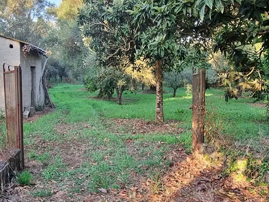 Immagine 4 di Terreno agricolo in vendita  a Taurianova