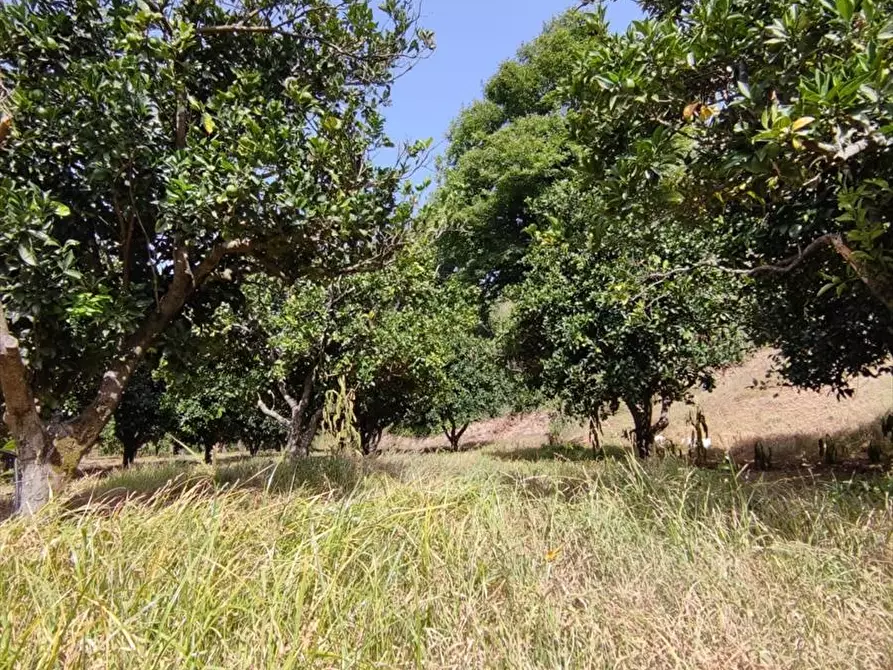Immagine 2 di Terreno agricolo in vendita  a San Giorgio Morgeto