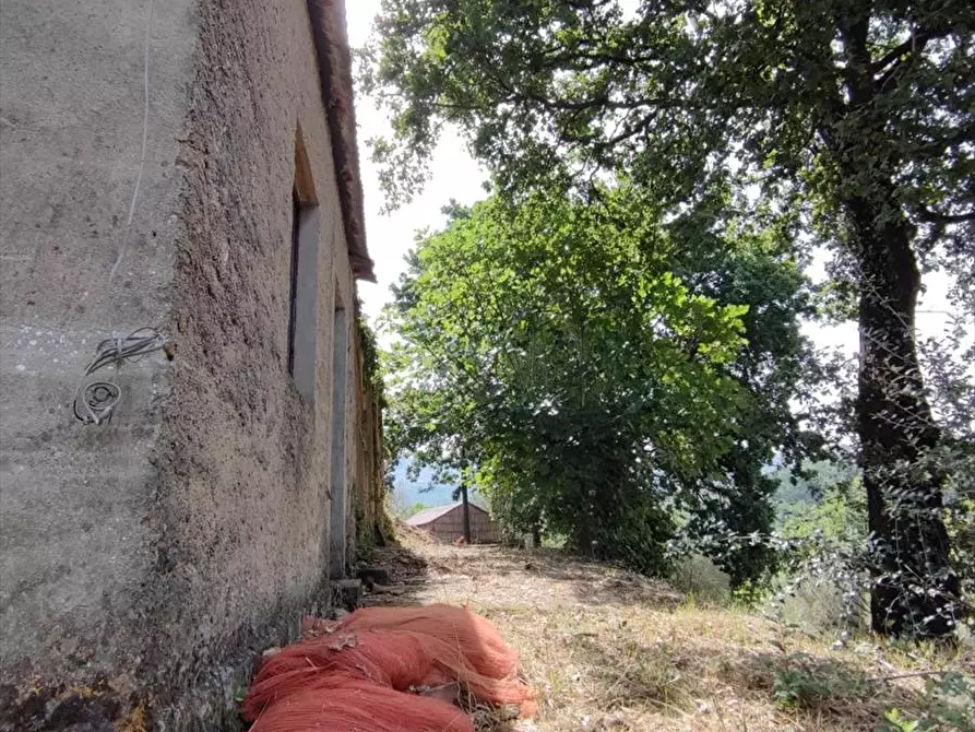 Immagine 3 di Terreno agricolo in vendita  a San Giorgio Morgeto