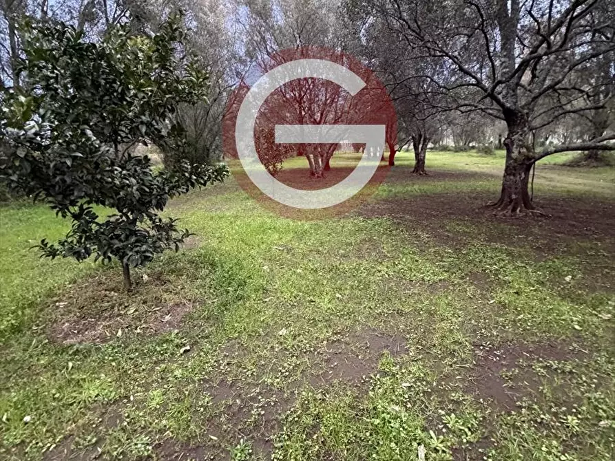 Immagine 6 di Terreno agricolo in vendita  a Cittanova