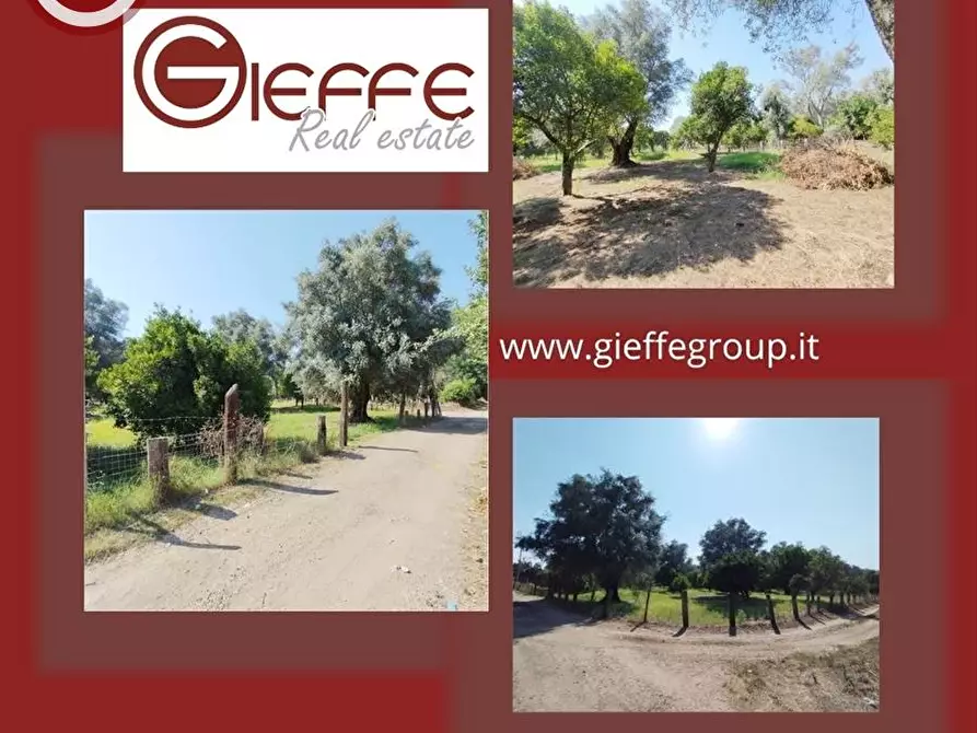 Immagine 1 di Terreno agricolo in vendita  a Taurianova