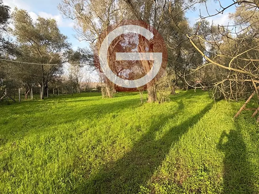 Immagine 8 di Terreno agricolo in vendita  a Taurianova