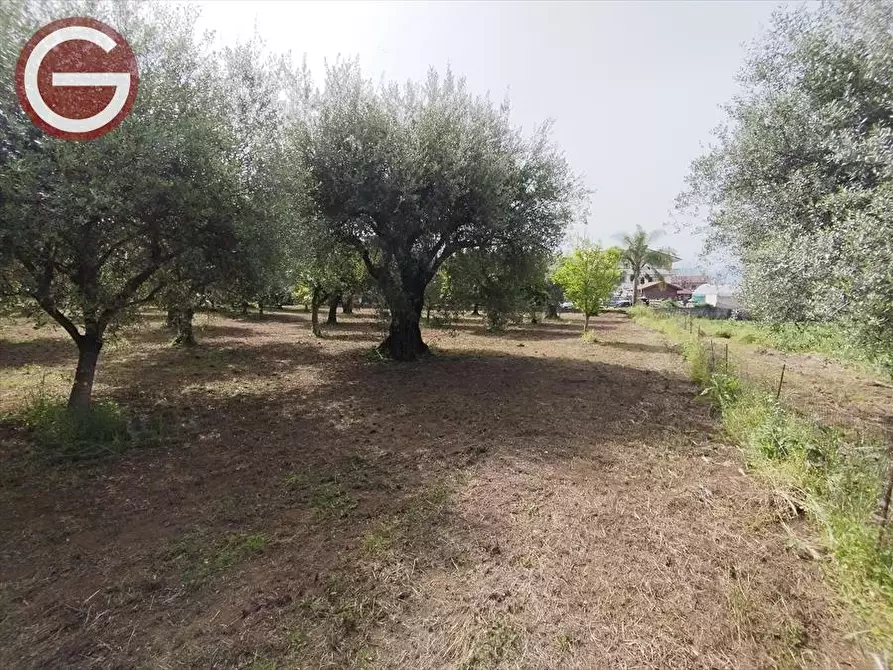 Immagine 5 di Terreno edificabile in vendita  a Taurianova