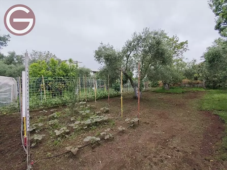 Immagine 9 di Terreno agricolo in vendita  a Taurianova