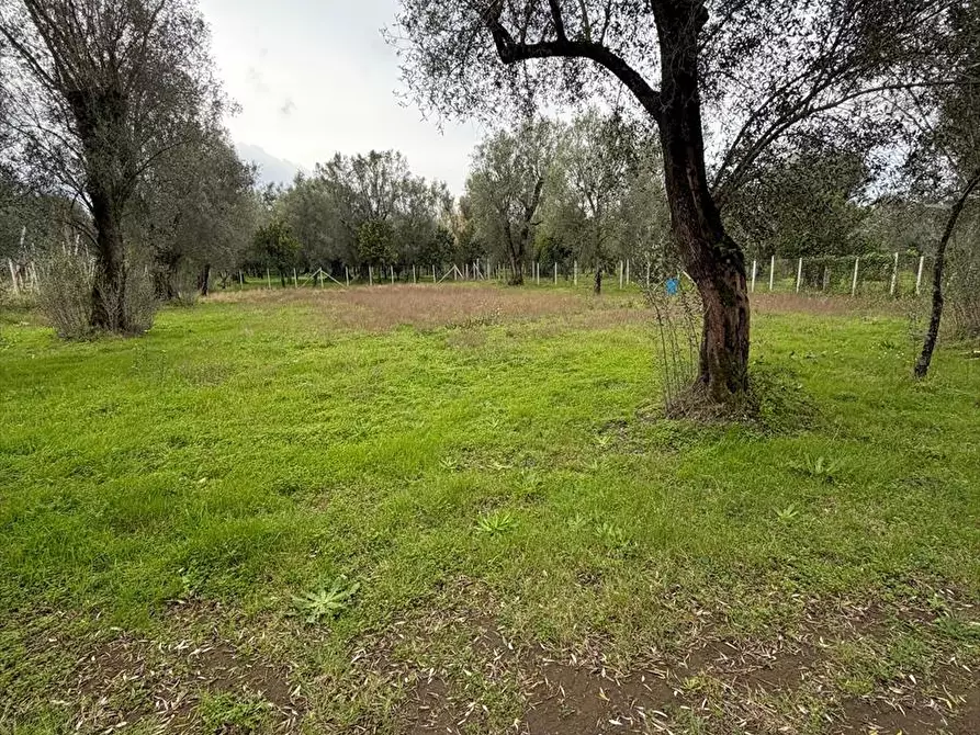 Immagine 5 di Terreno agricolo in vendita  a Taurianova
