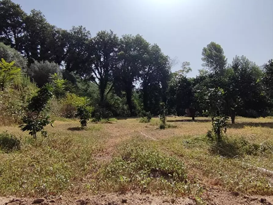 Immagine 6 di Terreno agricolo in vendita  a San Giorgio Morgeto