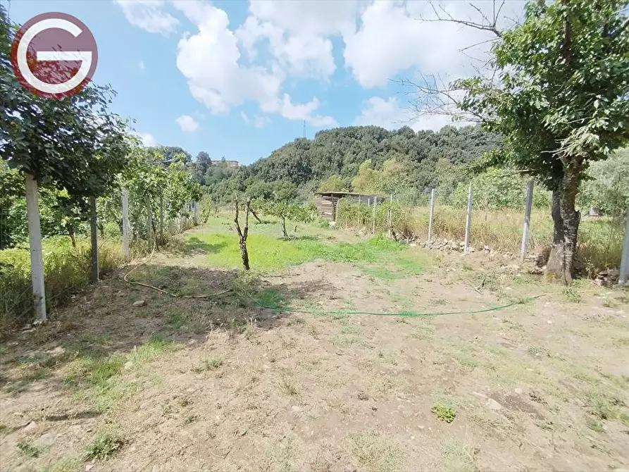 Immagine 2 di Terreno agricolo in vendita  a Cittanova