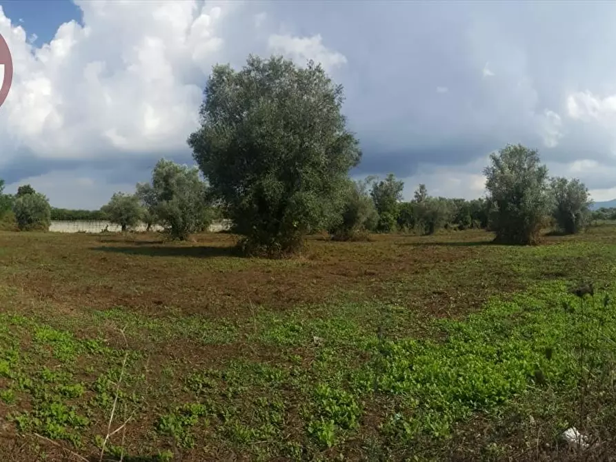 Immagine 5 di Terreno agricolo in vendita  a Taurianova