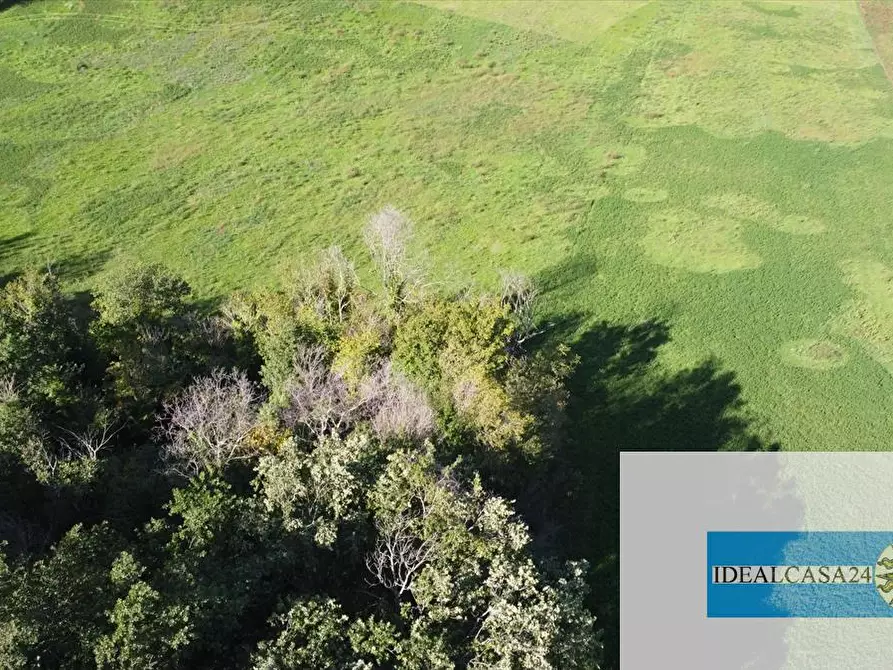 Immagine 11 di Terreno agricolo in vendita  in Corridonia Contrada Ponte tavola a Corridonia